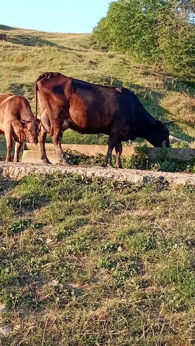 Vand vaca 9 ani foarte bună