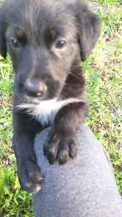 Caine pentru adoptie