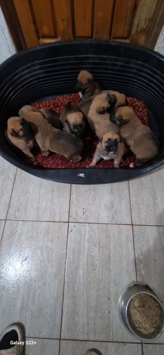 Donez cățeii metis de malinoa