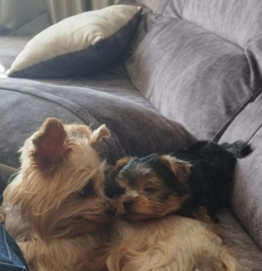 Йоркширский терьер