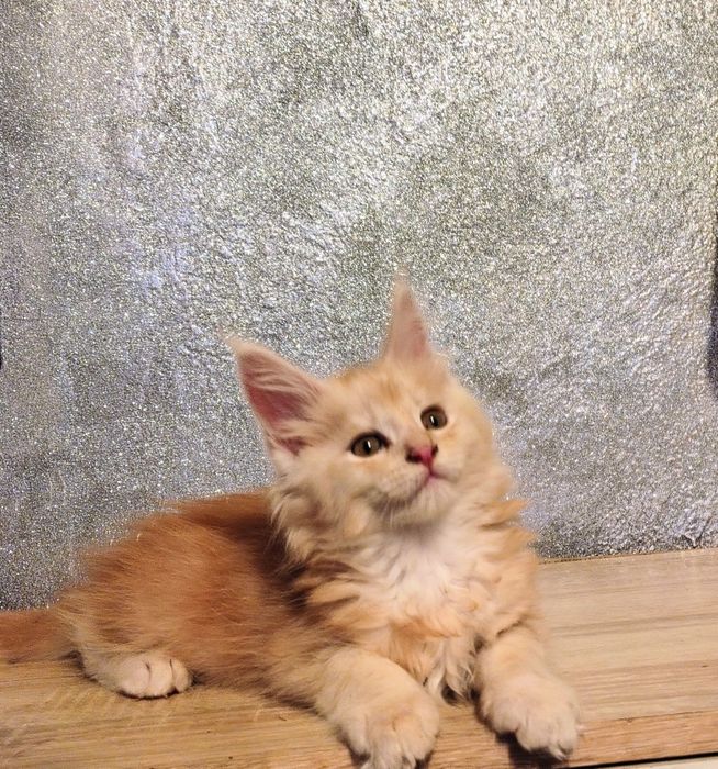 Vand baietel Maine coon