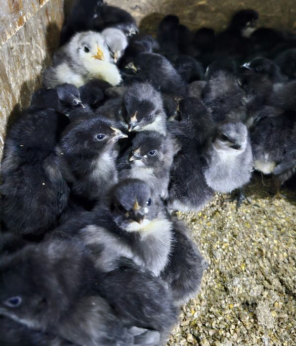 Продаются недельные цыплята