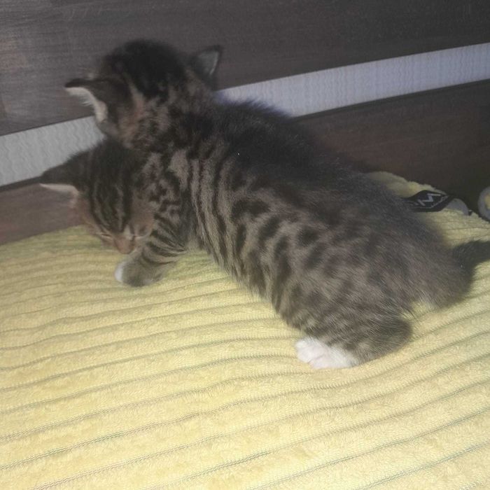 Отдам котят в добрые руки
