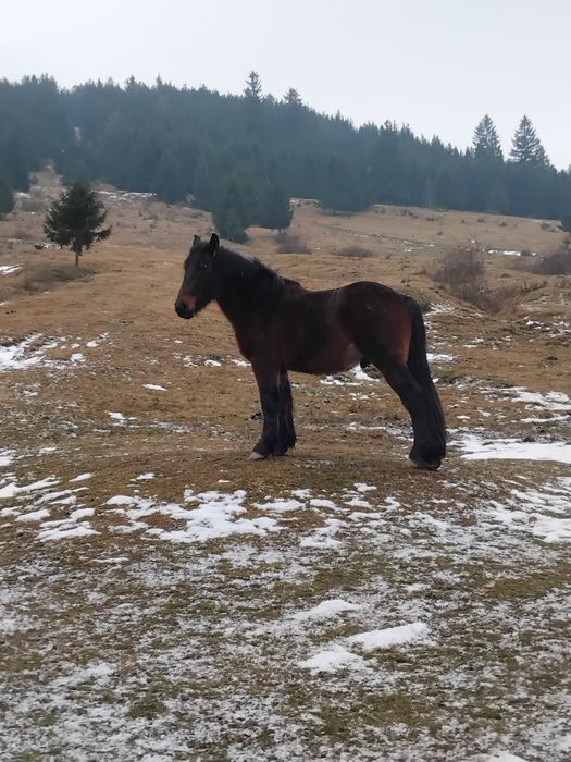 Mânz murg 1 an jumate ușor negociabil