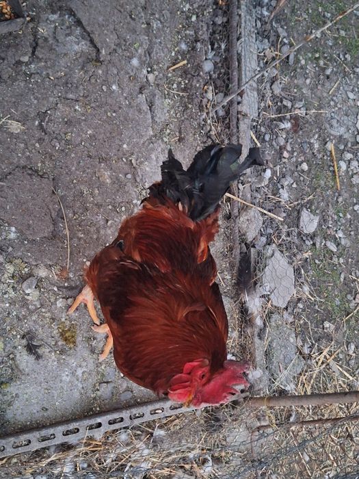 Vând cocoși și rățoi