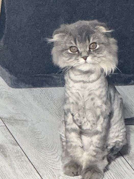Продам кошка скоттиш фолд