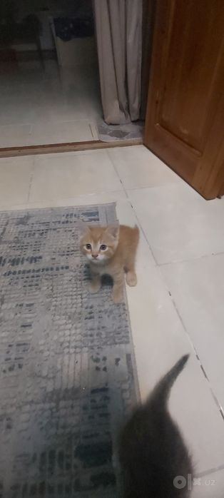 Бесплатно Котёнки, мушук болалари бепул