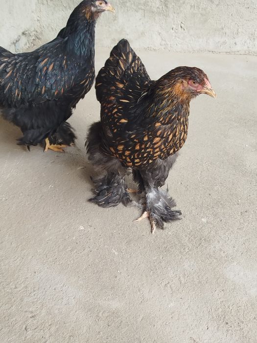 Brama Zolota 4 dona tovuq lari