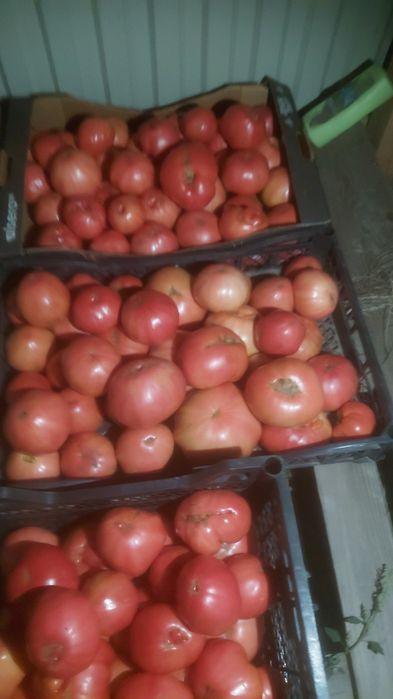 Продам  овощи домашние