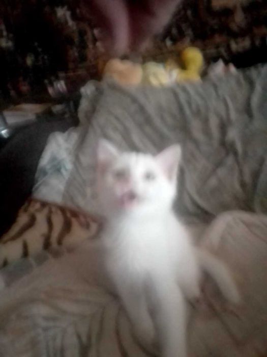 белый пушистый катенок