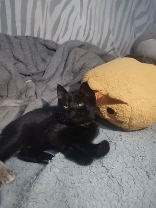 Отдам котят/ котёнка