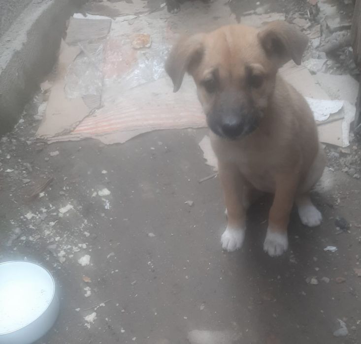 Щенки в добрые руки