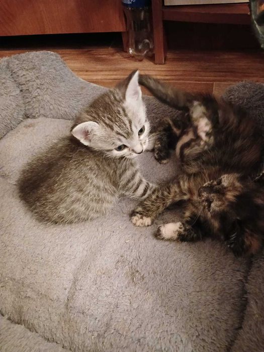 Котята мальчики и девочки