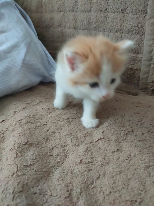 Котенок в добрые руки