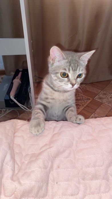 Кошечка 6-8 месяца