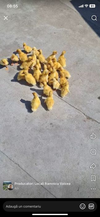 Boboci de rață de vânzare