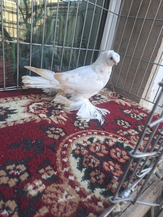 Голубка гульбдам