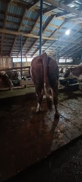 Vind vaca baltata romineasca la a doua fatare