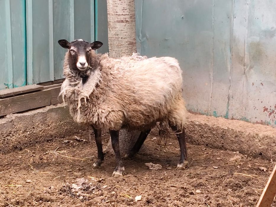 Овцы с ягнятами продам