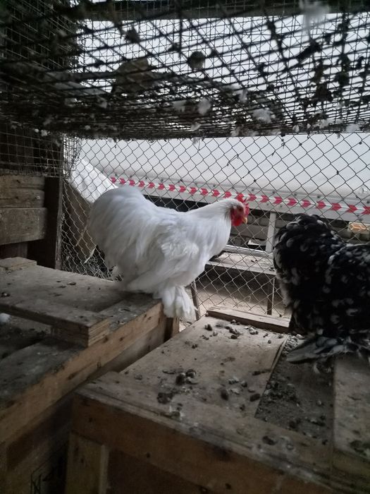 Продам  петуха кох