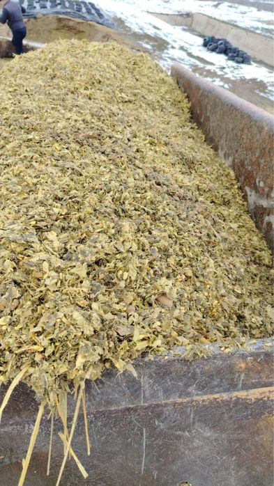 Силос кукурузный с даставкой