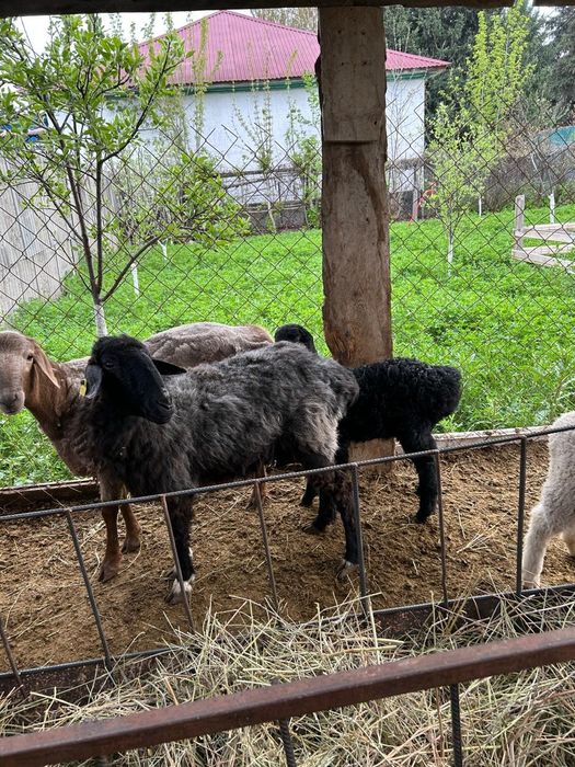 Продаю барана с ягенком