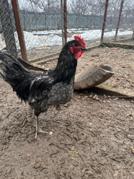 Cocoși din diferite rase