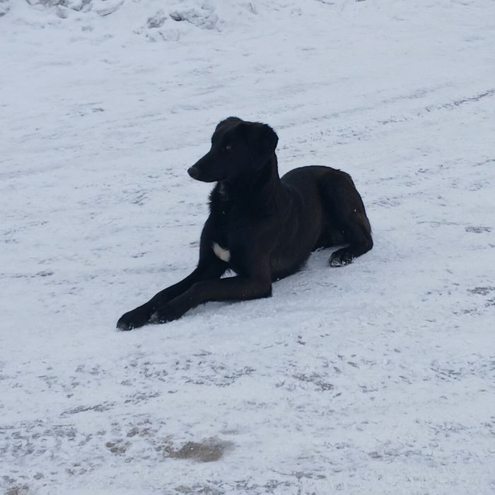 Тазы кабель полукровка