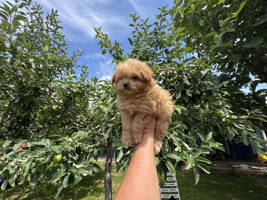 Продавам помапу - възможна доставка