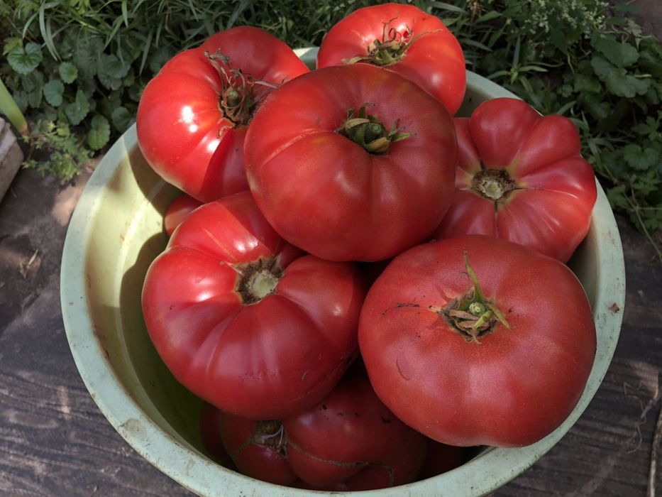 Рассада помидоры