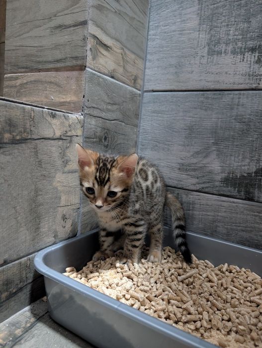 Бенгальские котята