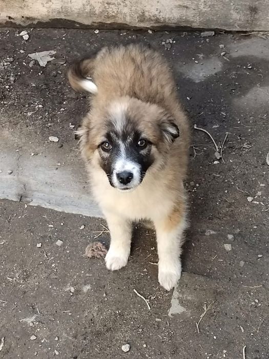 Отдам щенят  в добрые руки