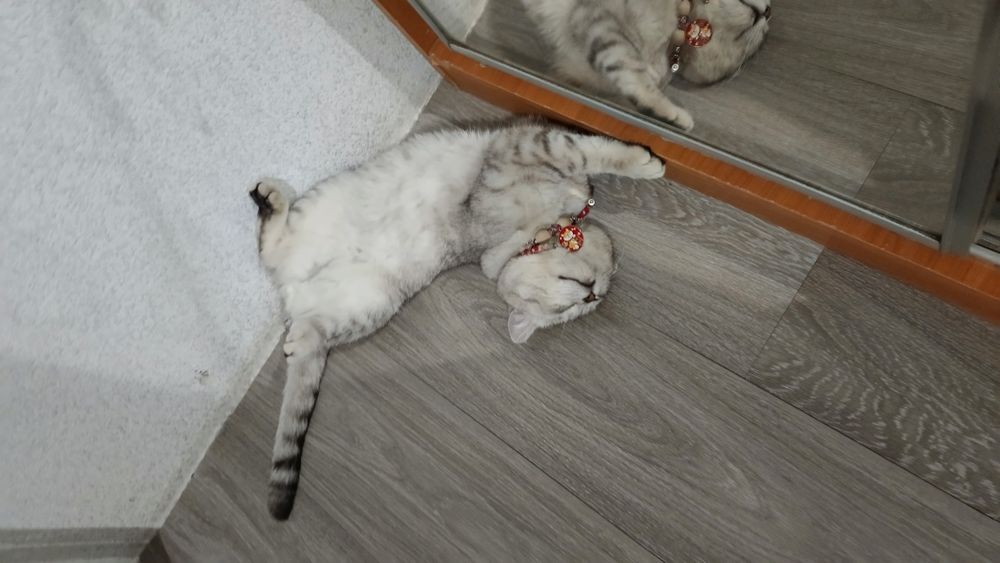 Кот породистый (сатылмайды)