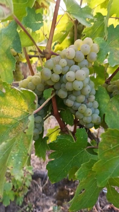 Vand struguri de masa si de vin