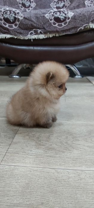 Шпиц мальчик супер миник