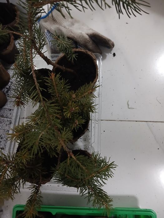 Саженцы лоток 25000