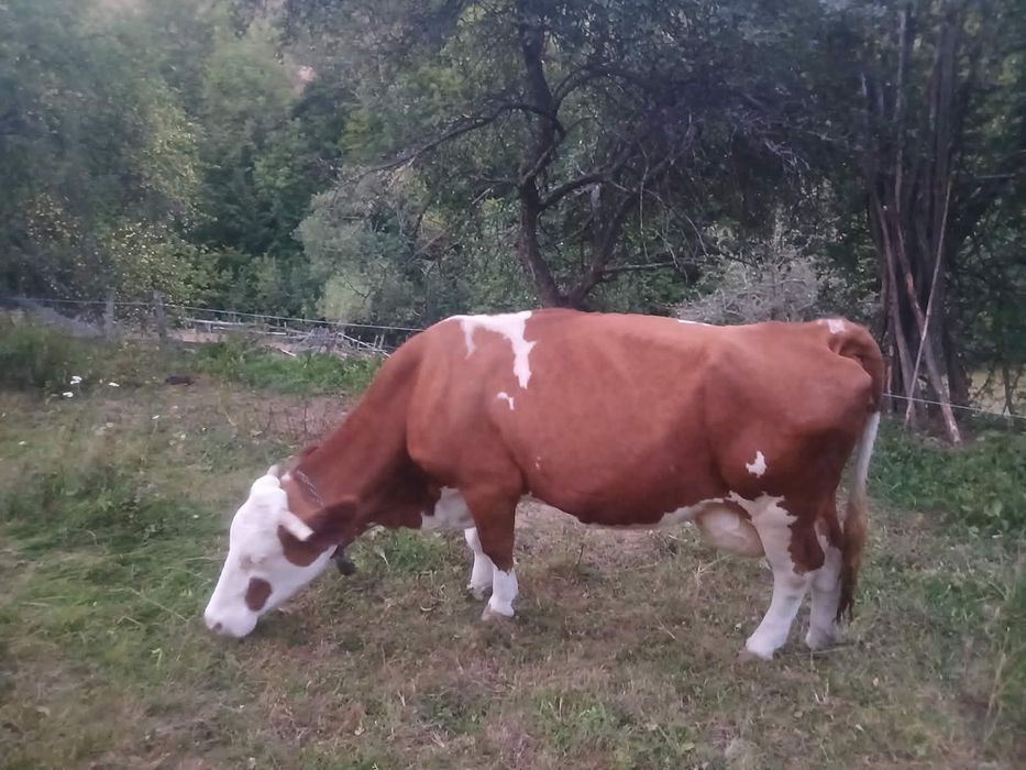 Vacă de  vânzare
