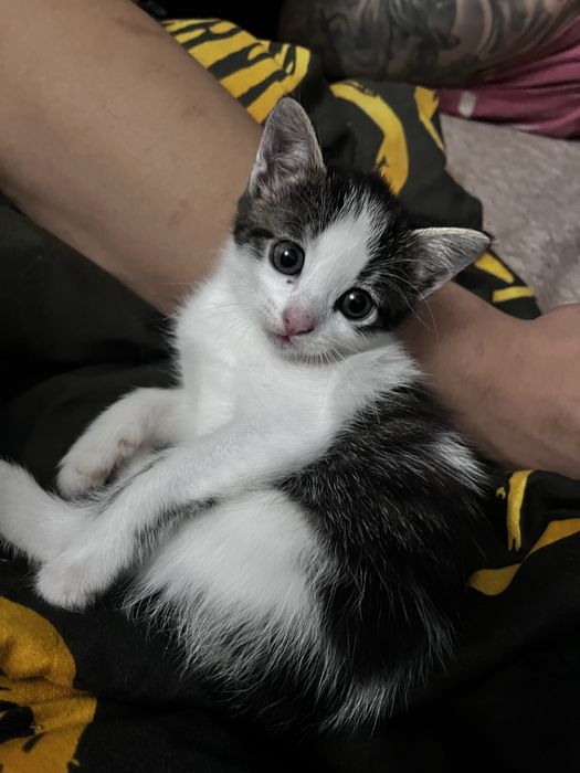 отдам ласковых котят в добрые руки