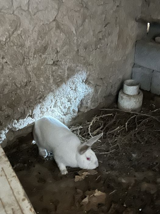 Коян кролик қоян