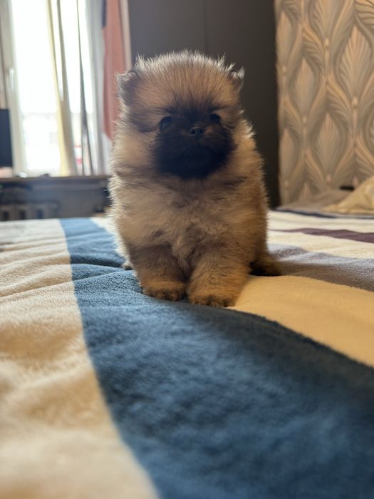 Шенки породы шпиц