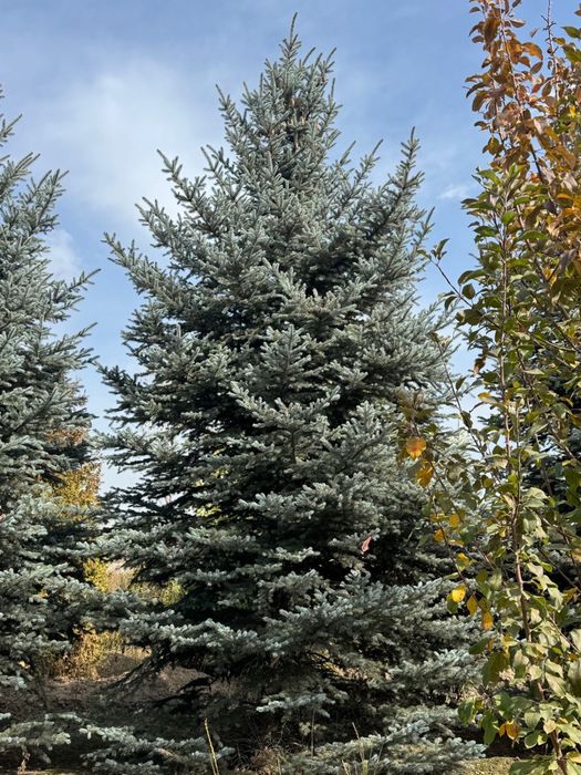 Голубая ель Блю Даймонд