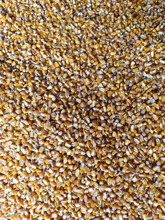 Porumb boabe de vânzare