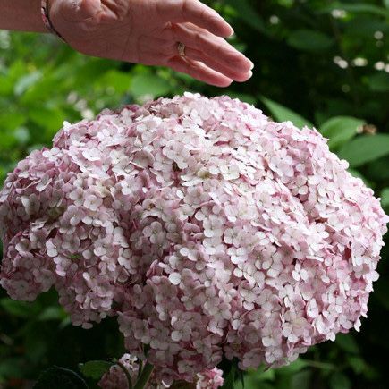 Гортензия Маршмеллоу