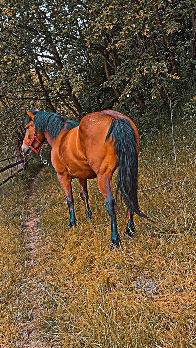 Iapă de 4 ani de vanzare