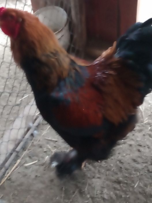 Vind Brahma Poternichiu