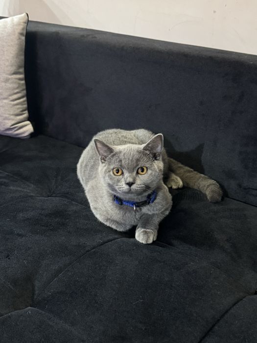 Котка британска късокосместа