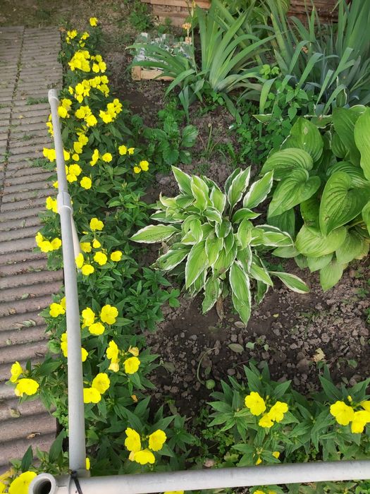 Продаю Цветы домашние