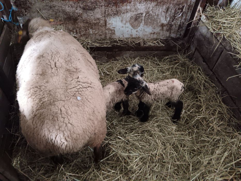 Oi rasa de carne suffolk, cap negru german