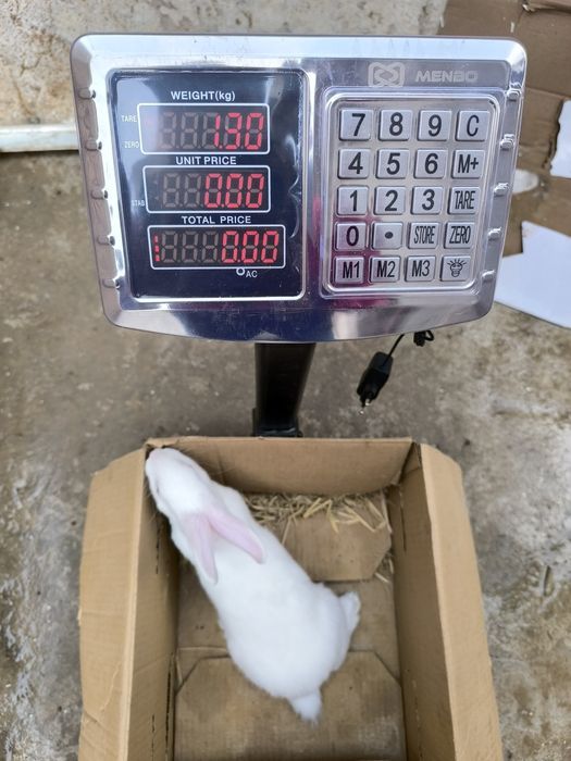 Hikol quyonlar sotuvda