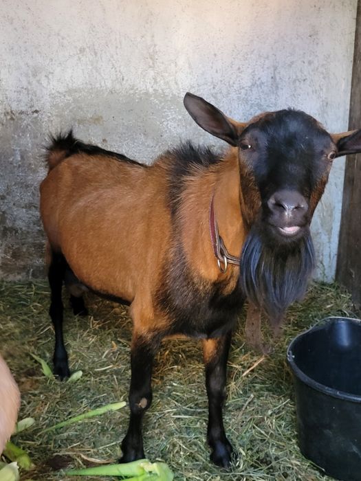 Vând tap alpin francez, ciut genetic, de 2 ani jumate!